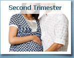 second trimester